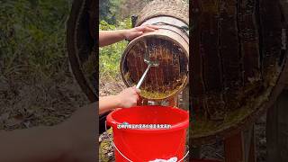 Extreme Honeycomb harvesting 🍯 Harvesting honey from beehive 🐝 EP44 trending shorts satisfying [upl. by Lledo]