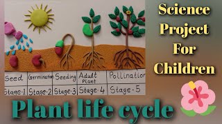 Plant life cycle  plant life cycle project [upl. by Meesak]