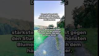 Wenn der Weg steinig wird quotes quotesoftheday quotestory motivation zitate sprüche [upl. by Rento]