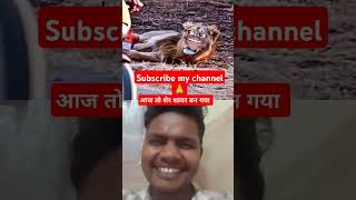 शेर नहीं शायर है भाई funny comedy animals lion viralvideo shotsfeed shortsvideo ytshorts [upl. by Haseefan]