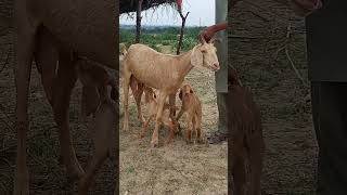 Beauty Full animals big topiary goat breastfeeding baby shara thar [upl. by Sevart]