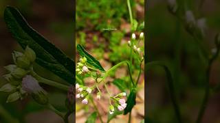 Cyanthilliumnature youtube beautiful flowers shortsviews nature viralvideo youtubeshorts [upl. by Weinert]