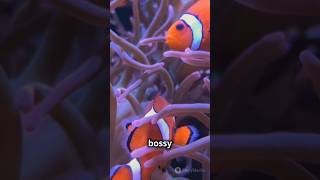 Clown fish education [upl. by Warthman]