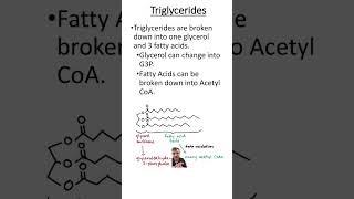 Triglyceride breakdown [upl. by Llemij831]