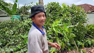 Vua Khỉ Cưa Cây Dầu Siêu Cao Sawing a tall Dipterocarpus alatus tree [upl. by Groscr]