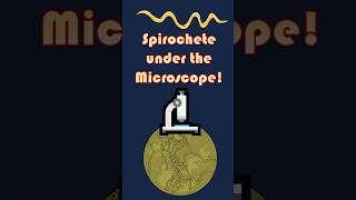 Spiral Bacteria Spirochete Under the Microscope Spirochete microscopeview scienceshorts [upl. by Lesab]