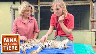 Die geheimnisvolle Raubkatze namens Serval  Reportage für Kinder  Nina und die wilden Tiere [upl. by Tirrag153]