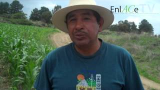 El cultivo de Cebada en Tlaxcala [upl. by Eduam]