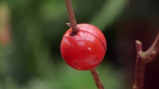 Cápsulas de enraizamiento para reproducir plantas por acodo aéreo  Bricomanía  Jardinatis [upl. by Pallaten]