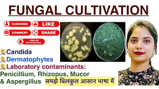 Fungal cultivation in Hindi  Candida  Dermatophytes  Pencillium  lab findings  Mycology  MLT [upl. by Aynahs398]