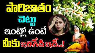 పారిజాతం చెట్టు ఇంట్లో ఉంటే మీకు జరిగేది ఇదే  Real Facts About Parijatham Plant  KSK Home [upl. by Bennie]