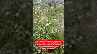 Parthenium hysterophorus congress grass gajarghas farming farmer invasivespecies [upl. by Neeneg437]