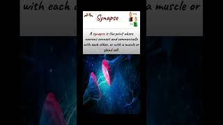 synapse nervecell biology neuron biology ytshorts science shorts brain motorneuron [upl. by Bernj]