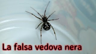 Falsa vedova nera Ragno Steatoda trovato in casa [upl. by Wil]