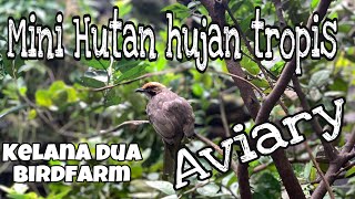 cara membuat kandang aviary merak hijau bandung  kelana dua bird farm [upl. by Baniez]