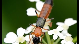 Paederus cf riparius [upl. by Fennelly356]