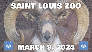 Saint Louis Zoo  March 9 2024 [upl. by Anuat323]