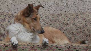 One day from dogs life  Smooth collies with Schapendoes [upl. by Suhploda]