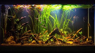 Altum Angelfish Biotope Inspired Aquarium [upl. by Ahsiemat]