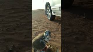 Grey falcon hunting🦅 birds falcon explore birdslover اكسبلور qatar russia dubai love india [upl. by Anyaled]