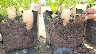 Home gardening  Big beautiful radishes that are easy to grow [upl. by Asiulairam]