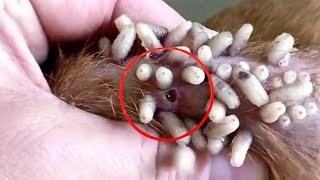 WATCH IN THIS VIDEO BOTFLY REMOVAL FROM DOG [upl. by Neryt]