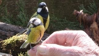 A Bird In The Hand  Hand feeding garden birds [upl. by Rooker]