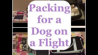 Packing for a Dog on a Plane [upl. by Utta]