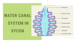 Water canal system in sycon [upl. by Ilam]