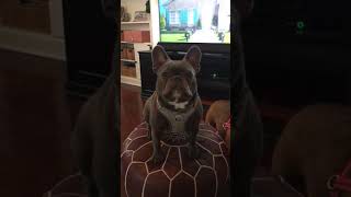 French bulldog talking back [upl. by Devine]