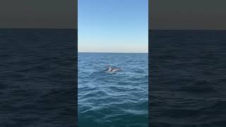 Majestic bottlenose dolphins off the coast of Albufeira Portugal sea dolphins portugal [upl. by Ultun]