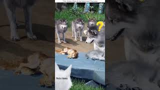 The baby fox took the place of the hyena 😱quotyoutubeshorts [upl. by Aruabea]