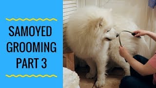 How to Groom a Samoyed Dog Part 3 Shedding Blade step by step [upl. by Linda551]