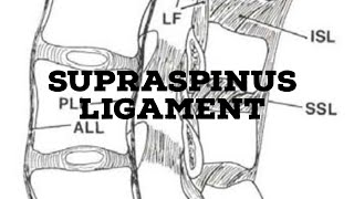 Supraspinous ligament [upl. by Anoid]