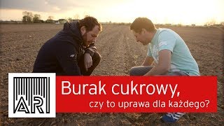 AR 9  Burak cukrowy  czy to uprawa dla każdego [upl. by Novihc]