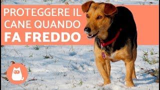 Proteggere il cane dal freddo 🐶❄️ Consigli e precauzioni [upl. by Nidia]