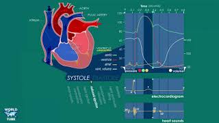 Cardiac Cycle Phases and Wiggers Diagram Explained [upl. by Reld]