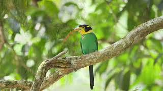 Longtailed Broadbill [upl. by Lhary]