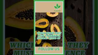 when to plant Pawpaw Seeds  plant garden gardening plantlife gardenplant plantcare [upl. by Jaworski222]