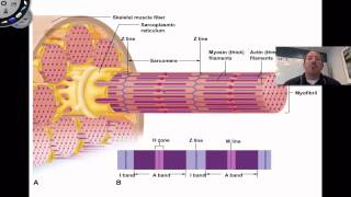 Muscle Contraction [upl. by Nnylahs727]