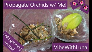 🌺Propagating Orchids from Stem Cuttings amp Rogue Leaf🌱VibeWithLuna✨ [upl. by Kathleen48]