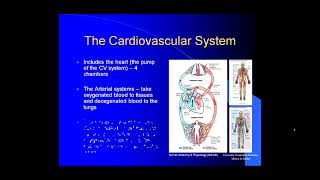 Introduction to Angiology [upl. by Natsud]