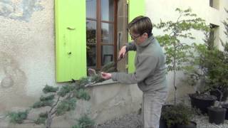 Maintenance pruning of a niwaki  Frederique DUMAS  Japanese pruning  庭木 [upl. by Manthei]