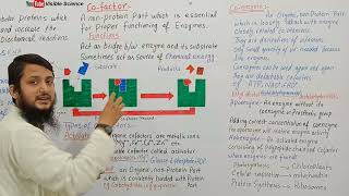 Types of cofactors  Cofactor prosthetic group coenzyme  Class 11 biology [upl. by Nauht]