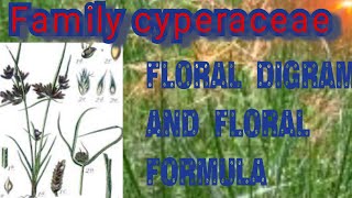 BSc 2year botany cyperaceae family vegetative character and Economic importance [upl. by Eidna]