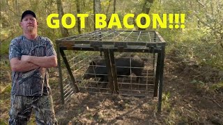 TRAPPING Destructive WILD BOAR Hog catch clean an cook [upl. by Sillsby661]