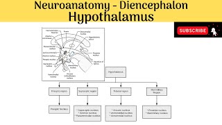 Hypothalamus  Boundaries  Subdivisions  Hyphothalamic Nuclei  Connection amp Functions [upl. by Esital]