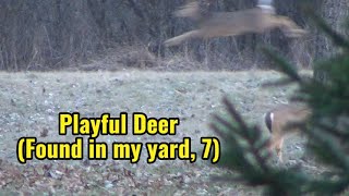 Playful deer Found in my yard 7 [upl. by Ingar]