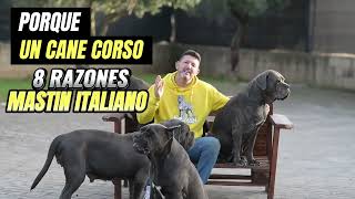 60 SEGUNDOS 8 RAZONESPORQUE UN CANE CORSO [upl. by Elsy]