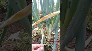 Cleaning onion leeks leaves farming shorts [upl. by Rowley]